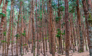 Pine Forest
