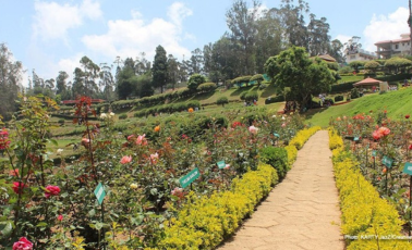Rose Garden