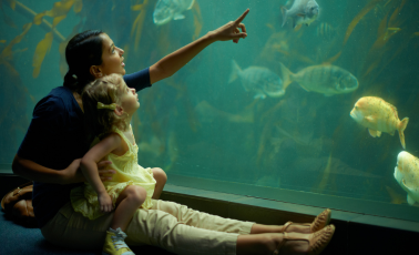 Sea World Aquarium